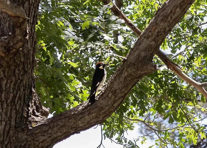 Birders, Botanist&hikers’ Oasis In Flg